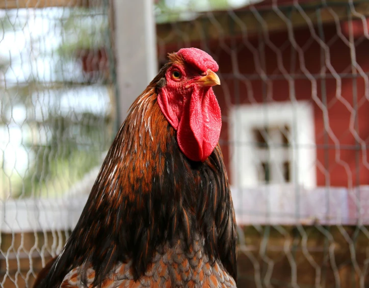 a close up of a rooster in a fenced in area, a portrait, pexels contest winner, renaissance, a tall, 🦩🪐🐞👩🏻🦳, fully covered, chilean