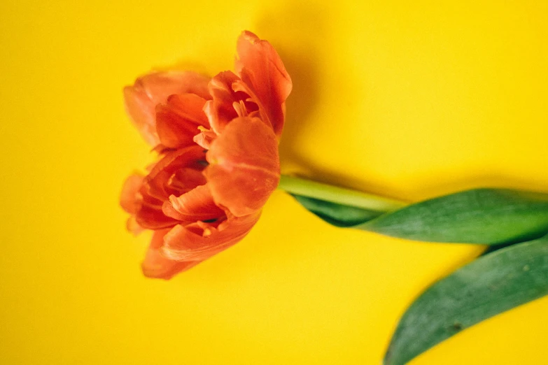 a single orange tulip on a yellow background, pexels contest winner, peony flower, 🦩🪐🐞👩🏻🦳, carnation, instagram post