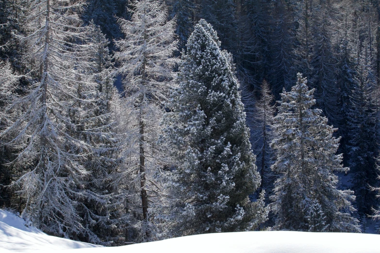 a man riding skis down a snow covered slope, a photo, an enormous silver tree, lush evergreen forest, snowy apennines, slide show