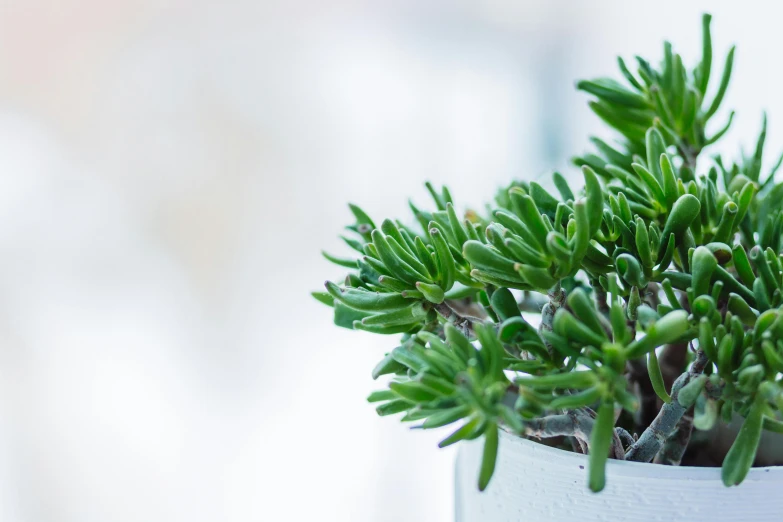 a close up of a potted plant on a window sill, a macro photograph, unsplash, photorealism, maritime pine, jade green, roof garden, verbena