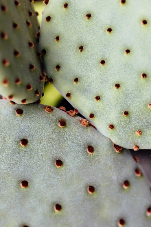 a close up of a cactus plant with no leaves, varying dots, plant specimens, zoomed in, grey