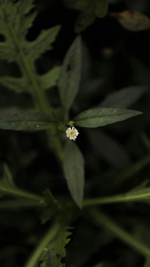 a small white flower sitting on top of a green plant, by Attila Meszlenyi, antipodeans, at night time, a high angle shot, ari aster, ignant
