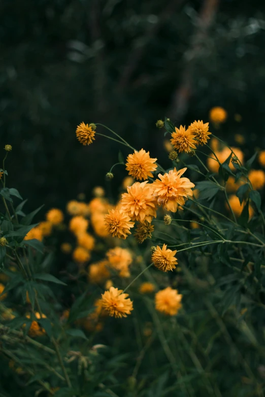 a bunch of yellow flowers sitting on top of a lush green field, a picture, unsplash contest winner, on a dark background, chrysanthemum eos-1d, orange blooming flowers garden, manuka