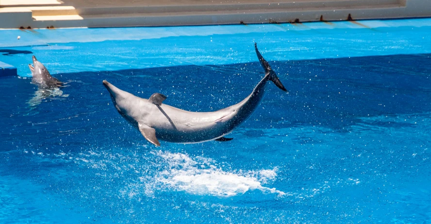 a dolphin jumping out of the water in a pool, by Sam Dillemans, pexels contest winner, arabesque, avatar image, no cropping, theme park, thumbnail