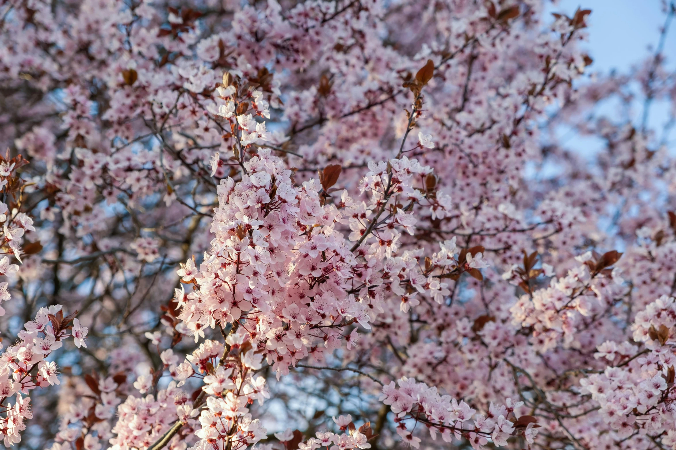 a bunch of pink flowers on a tree, by Niko Henrichon, pexels, 1024x1024, sakura season dynamic lighting, full frame image, brown