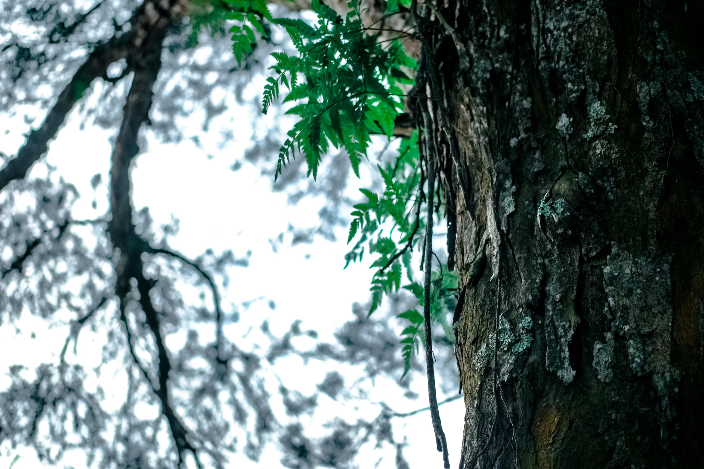 a close up of a tree with a sky in the background, ferns, ((trees))