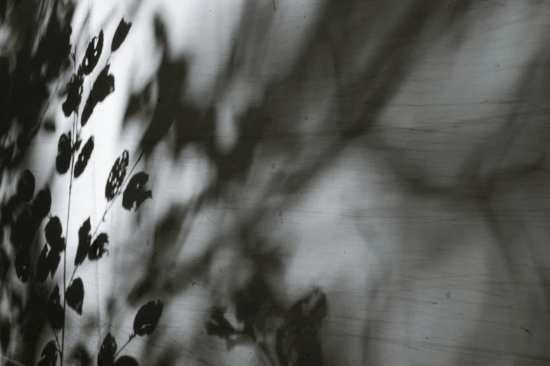a black and white photo of flowers in a vase, inspired by Katia Chausheva, unsplash, lyrical abstraction, trees cast shadows on the wall, leafs falling, close - up photograph, taken on a 1960s kodak camera