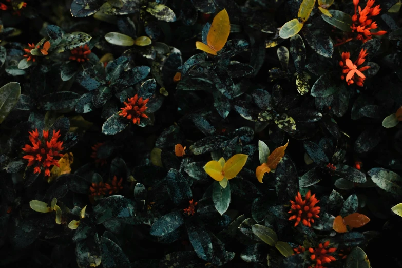 a bunch of red flowers sitting on top of green leaves, an album cover, by Elsa Bleda, trending on unsplash, hurufiyya, dark grey and orange colours, forest floor, detailed colored textures, background image