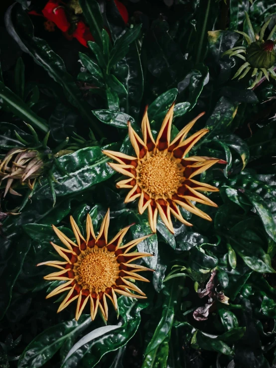 a group of flowers sitting on top of a lush green plant, inspired by Elsa Bleda, trending on unsplash, ice sunflowers, bromeliads, low quality photo, full frame image