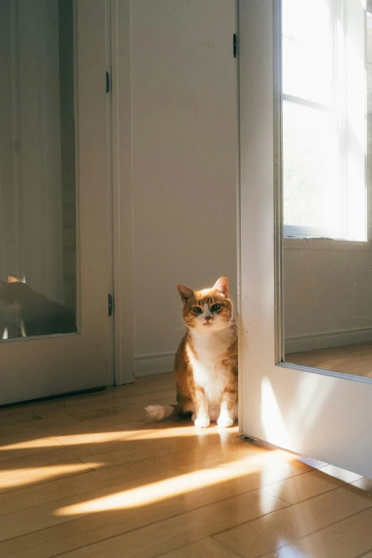 a cat sitting on the floor in front of a door, unsplash, slightly sunny, garfield, mirroring, ignant