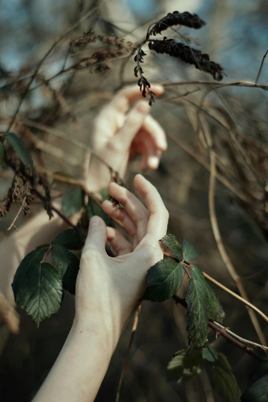 a person reaching for leaves from a tree, an album cover, inspired by Elsa Bleda, trending on pexels, romanticism, roses in hands, alessio albi, wild berry vines, single pair of hands