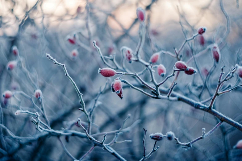 a bunch of red berries sitting on top of a tree, inspired by Elsa Bleda, unsplash contest winner, icy cold pale silent atmosphere, willow trees, thumbnail, magnolia stems