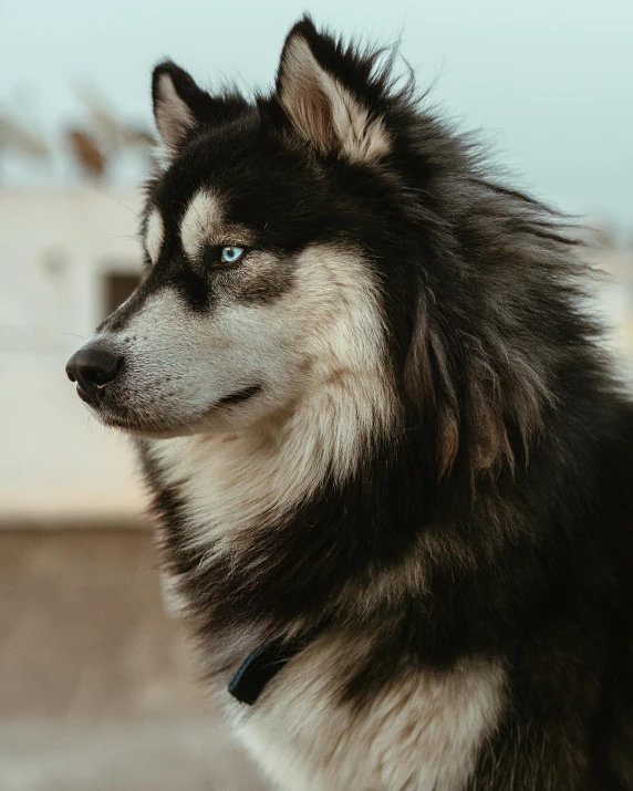 a close up of a dog wearing a collar, trending on pexels, furry art, husky dog, looking from side, dog as a god, icy eyes