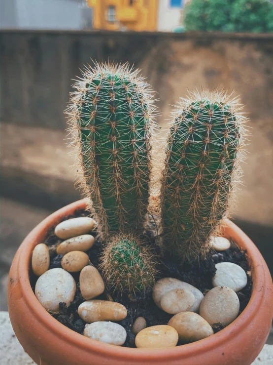 a close up of a cactus plant in a pot, multiple stories