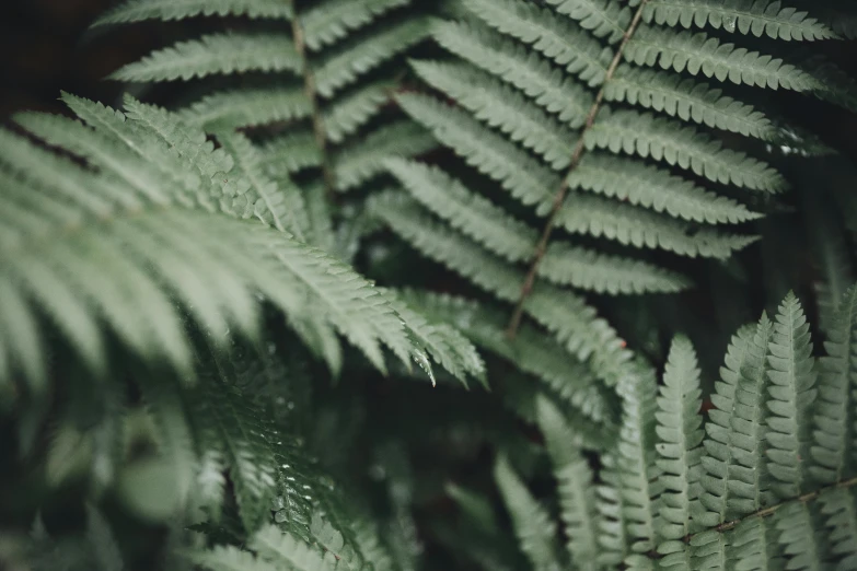 a close up of a plant with green leaves, trending on unsplash, tree ferns, paul barson, forest style studio shot, muted