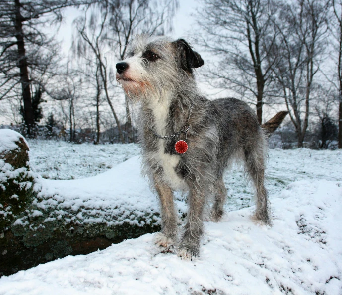 a dog that is standing in the snow, inspired by Ernest William Christmas, pexels contest winner, grey beard, poppy, bark, spiked collars