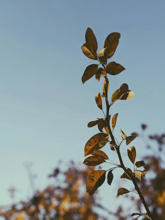 a tree branch with leaves against a blue sky, trending on unsplash, postminimalism, brown and gold color palette, bushes in the background, low quality photo, highly rendered