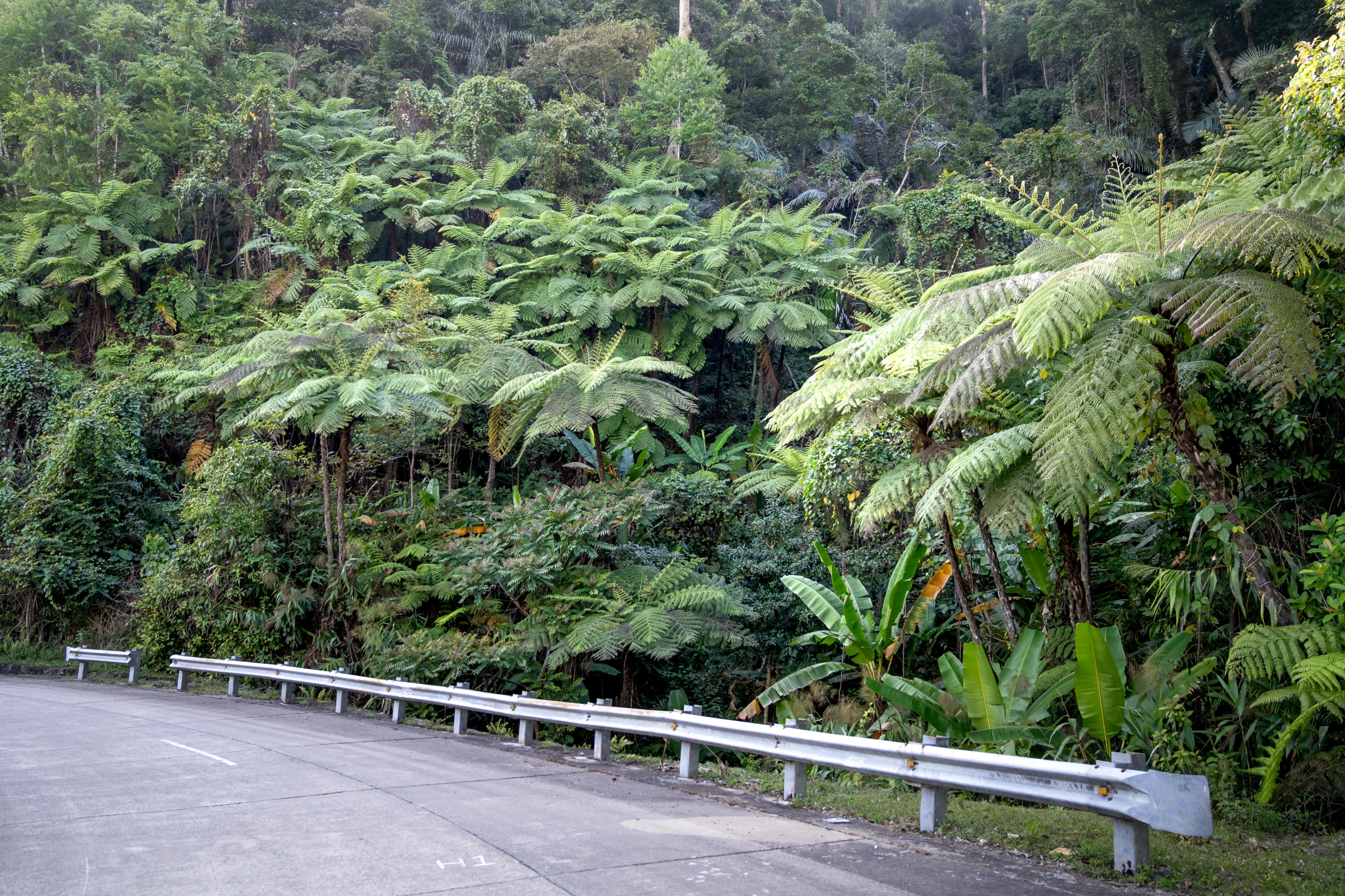 a road that has a bunch of trees on the side of it, tree ferns, freeway, tropical foliage, cabbage trees