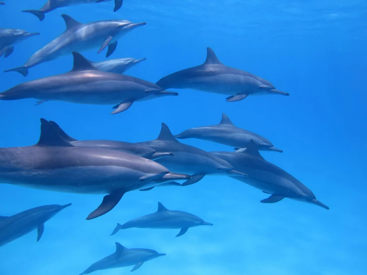 a group of dolphins swimming in the ocean, by Robert Thomas, pexels contest winner, hurufiyya, red sea, slide show, thumbnail, 8k quality