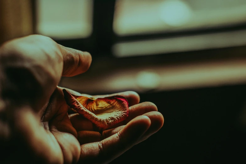 a person holding a piece of food in their hand, inspired by Elsa Bleda, pexels contest winner, hurufiyya, rose petals, dried blood, handcrafted, beautifully lit