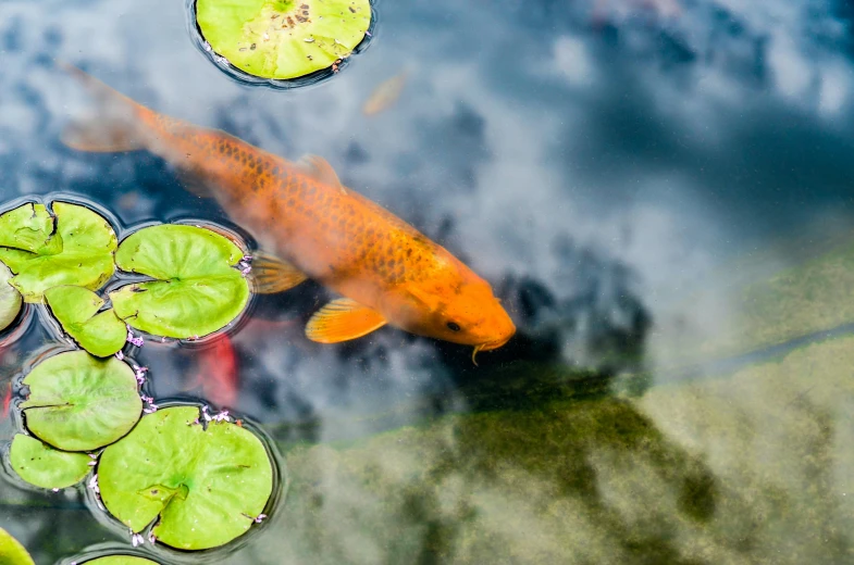 a fish that is swimming in some water, by Matt Stewart, pexels contest winner, precisionism, japanese garden, 🦩🪐🐞👩🏻🦳, outdoor photo, lily pad