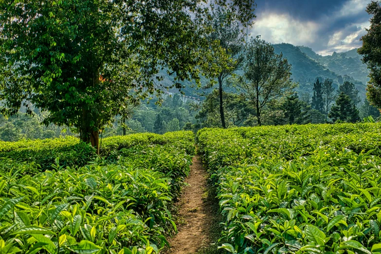 a field of tea plants with mountains in the background, by Rodney Joseph Burn, shutterstock, a beautiful pathway in a forest, avatar image, festivals, rear-shot