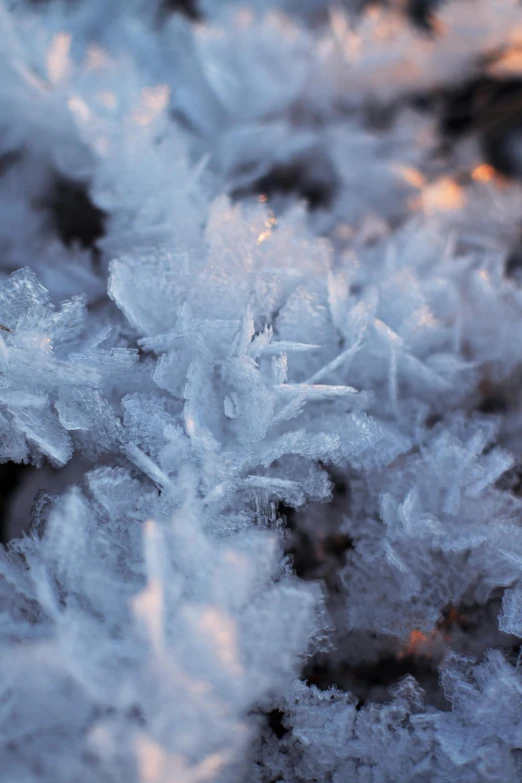 a close up of a bunch of snow crystals, inspired by Arthur Burdett Frost, unsplash, land art, twirling glowing sea plants, early morning lighting, fire and ice, minn