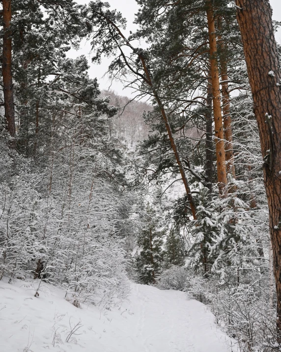 a man riding a snowboard down a snow covered slope, a photo, inspired by Ivan Shishkin, pexels contest winner, hurufiyya, a beautiful pathway in a forest, ((trees)), sparse pine trees, a cozy