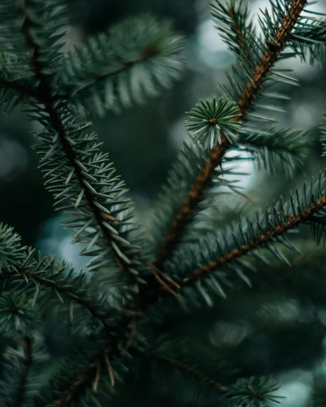 a close up of a pine tree branch, inspired by Elsa Bleda, pexels contest winner, hurufiyya, profile image, ((trees)), cozy environment, dark. no text