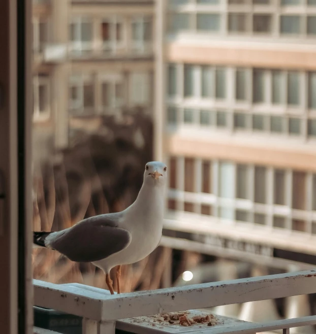 a seagull standing on a railing in front of a window, facing the camera, apartment, sitting on top a table