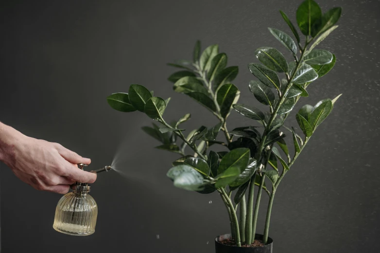 a person spraying a plant with a spray bottle, inspired by Elsa Bleda, trending on pexels, plasticien, huge ficus macrophylla, ultra realistic detail, alessio albi, high quality product photo