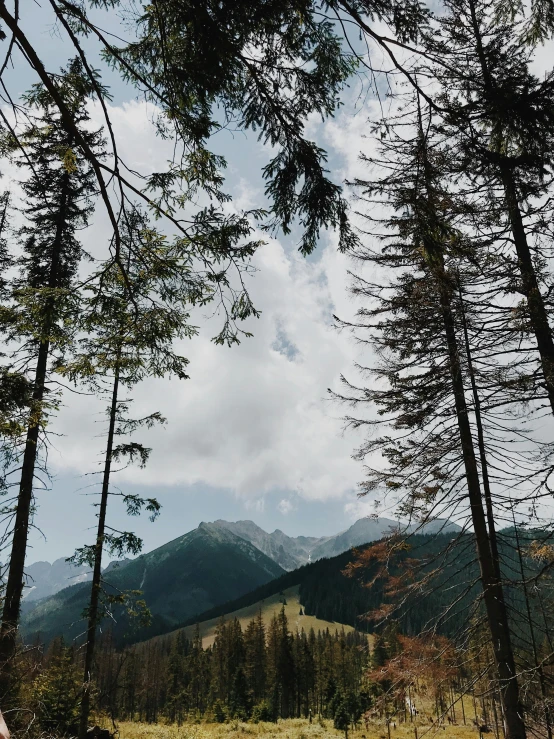 a person riding a horse through a forest, looking at the mountains, scary pines, trees!!, low quality photograph