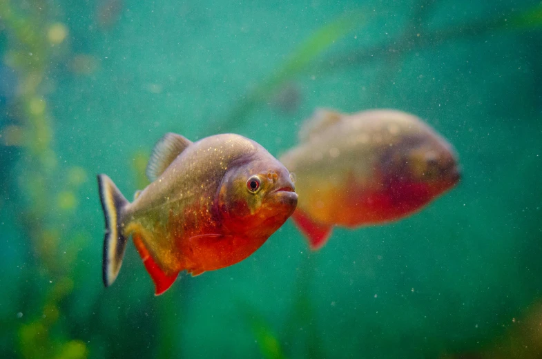 a couple of fish that are swimming in some water, green bright red, biodiversity all round, pouting, biodome