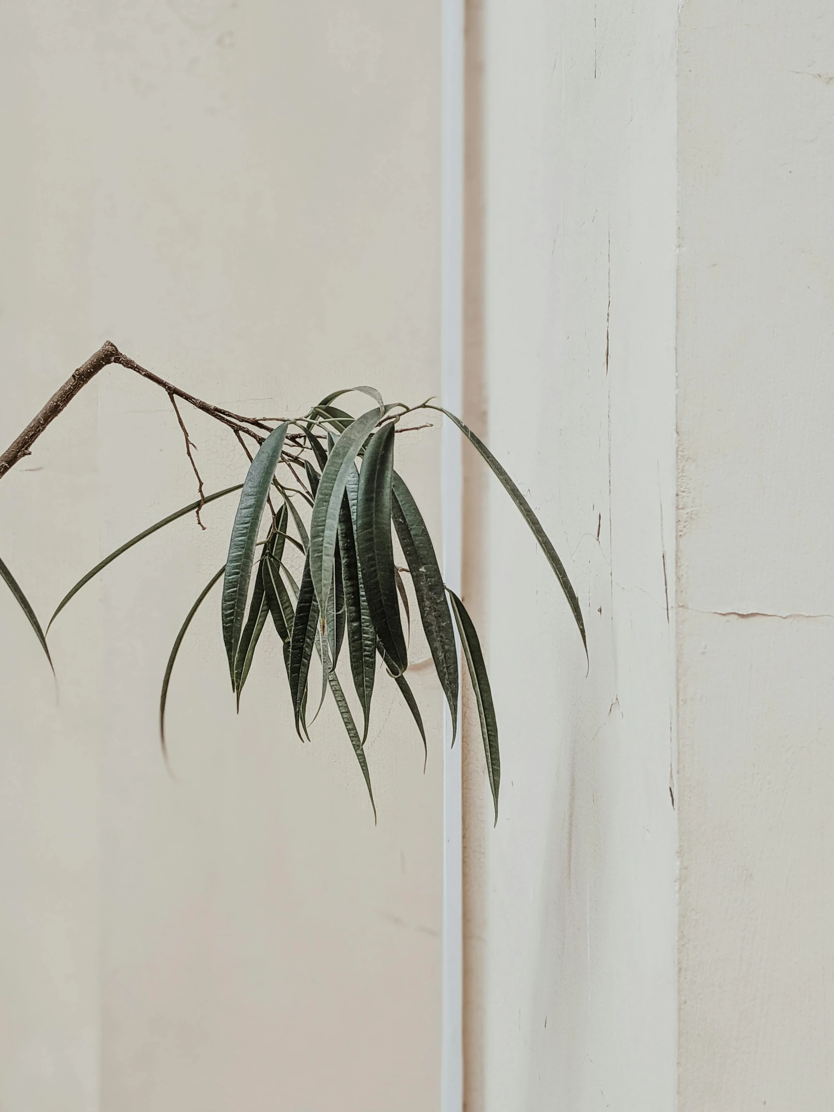 a close up of a plant in a vase on a table, by Rebecca Horn, trending on unsplash, postminimalism, overhanging branches, white wall, high quality photo, trap made of leaves