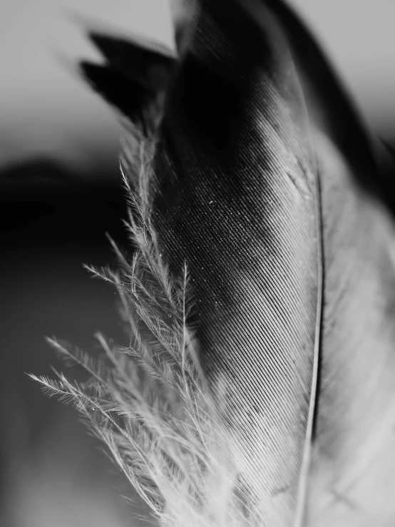 a black and white photo of a feather, by Mandy Jurgens, laura watson, low detail, various posed, by greg rutkowski