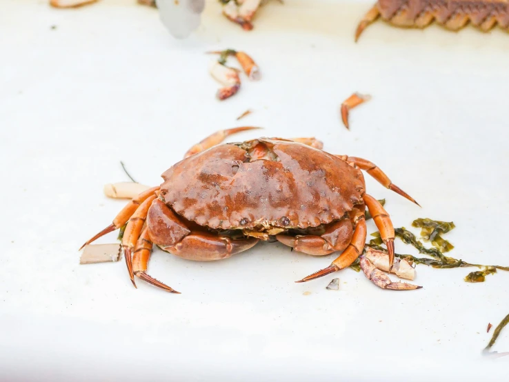 a close up of a crab on a table, picton blue, gushy gills and blush, ready to eat, various sizes