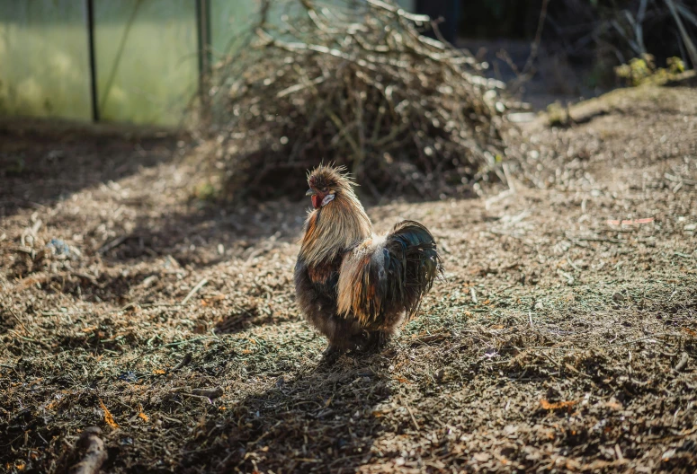 a rooster standing in the middle of a field, a portrait, unsplash, roots and hay coat, in the middle of a small colony, winter sun, jenna barton