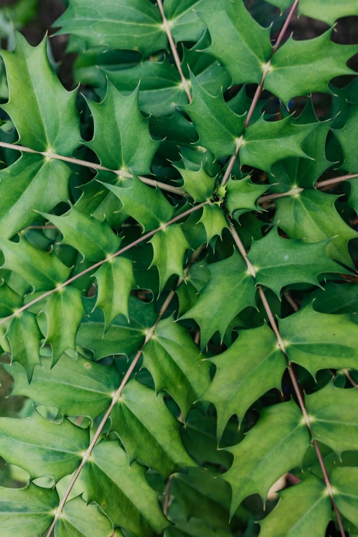 a close up of a plant with green leaves, spiky elf ears, ivy's, photograph from above, panels