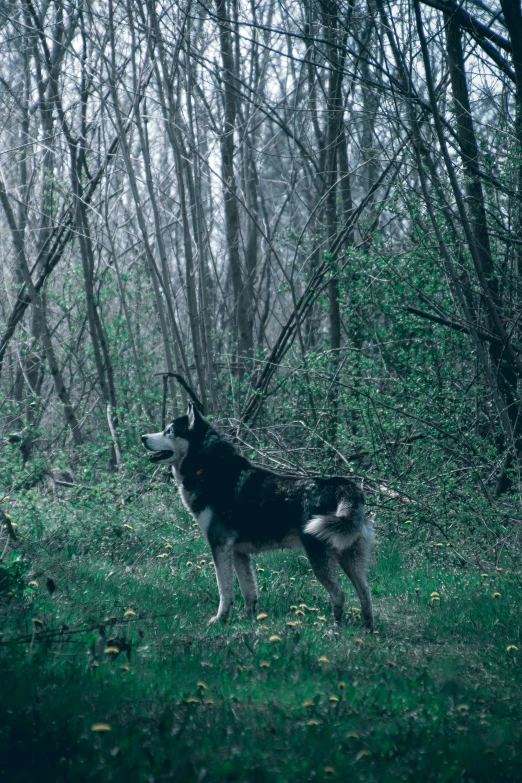 a dog that is standing in the grass, an album cover, by Wolf Huber, unsplash contest winner, romanticism, gloomy forest, husky, spring evening, photo taken on fujifilm superia