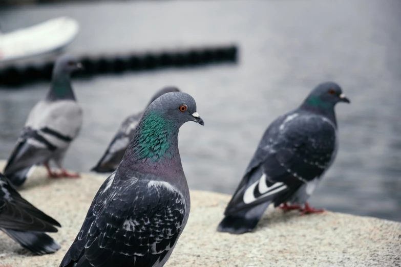 a flock of pigeons standing next to a body of water, pexels contest winner, photorealism, smug expression, biopic, very ornamented, 🦩🪐🐞👩🏻🦳