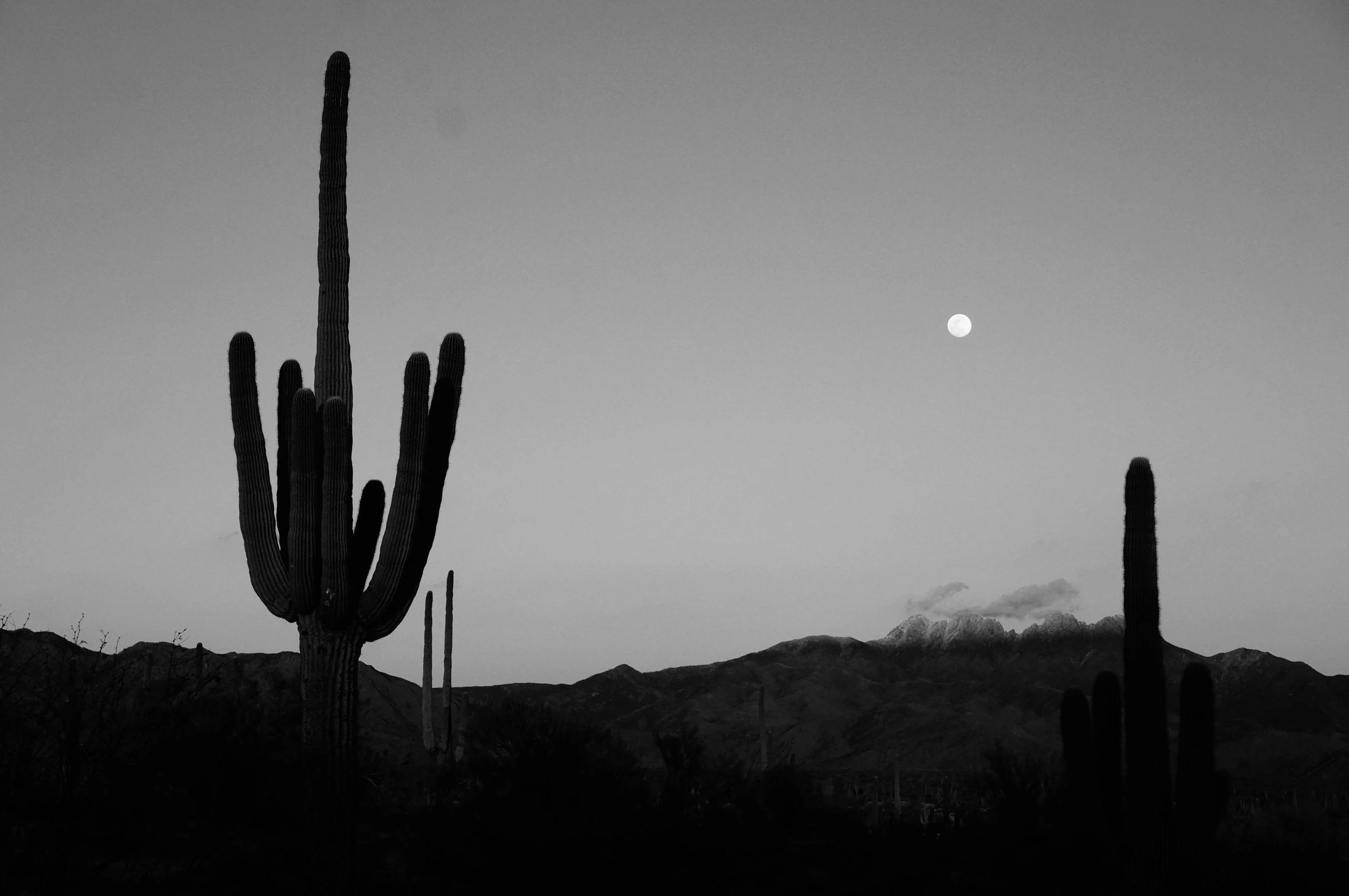 a black and white photo of a cactus with a full moon in the background, by Caroline Mytinger, pexels contest winner, mexican standoff, tall thin, early morning, various posed