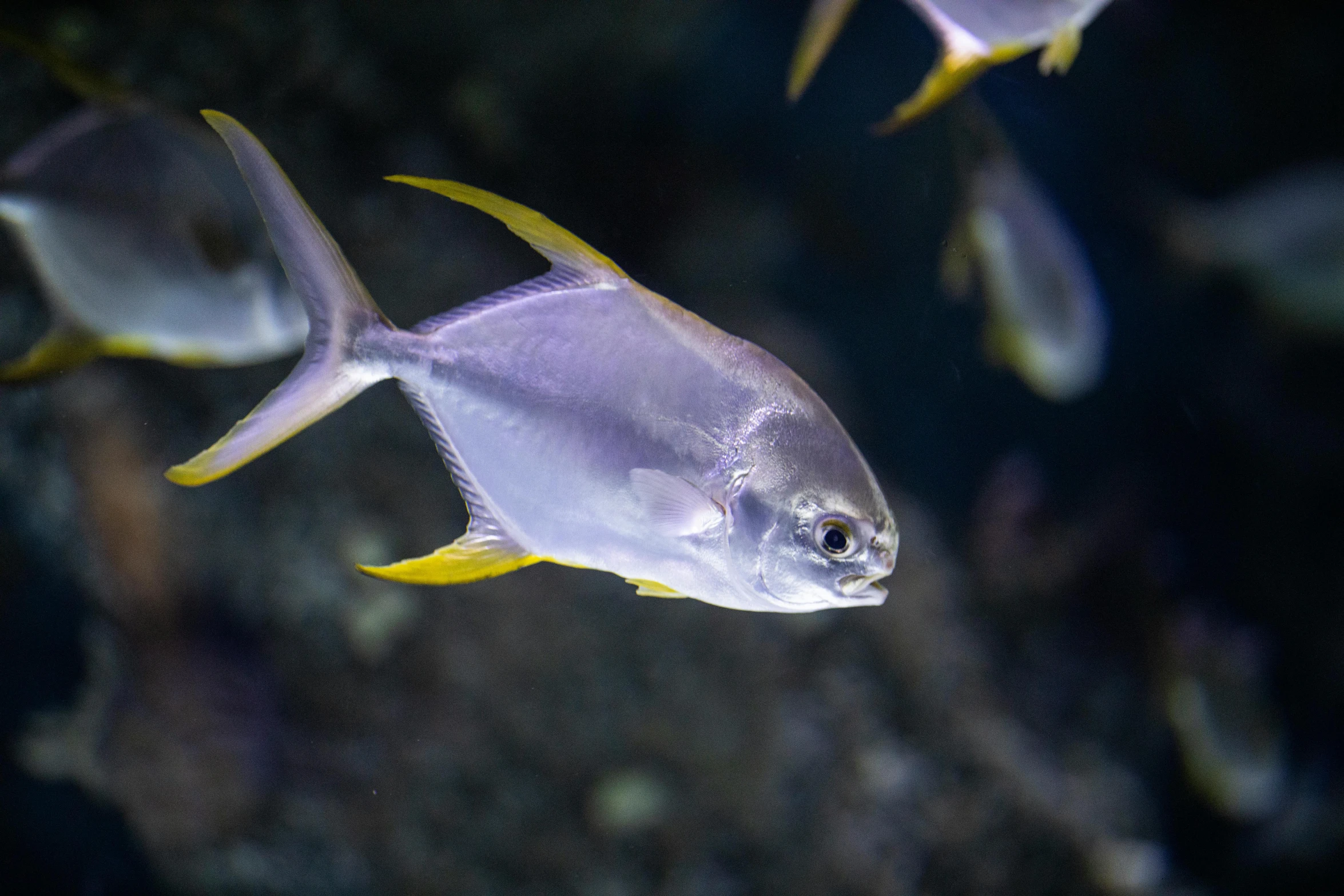 a group of fish swimming next to each other, a portrait, pexels contest winner, silver and yellow color scheme, violet polsangi, manly, fishcore