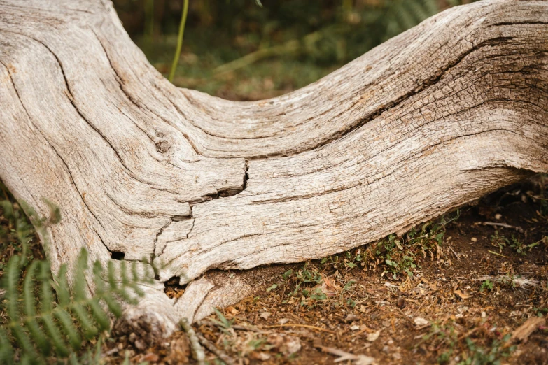 a close up of a piece of wood on the ground, unsplash, land art, curved trees, tawny frogmouth, background image, curved furniture