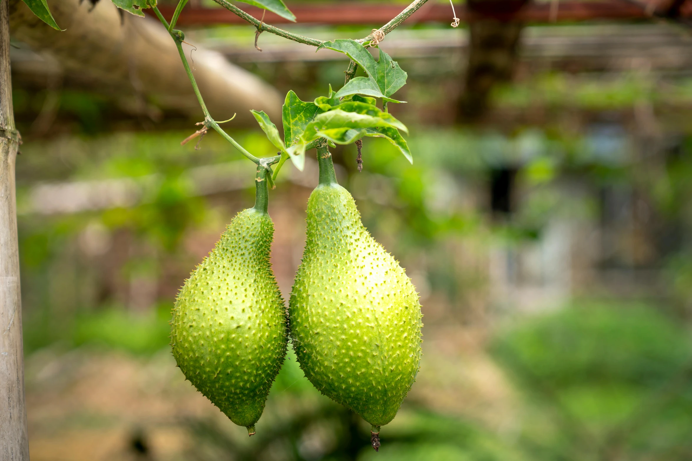 a couple of green fruit hanging from a tree, hydroponic farms, avatar image, shot on sony a 7, uncropped