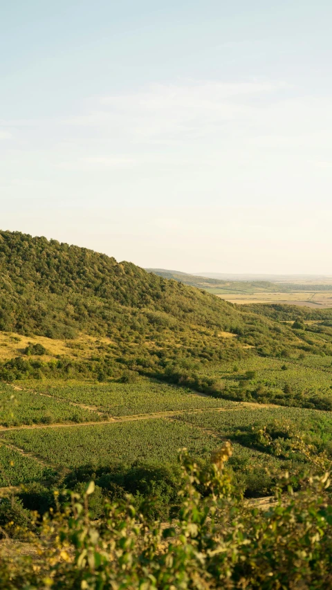 a train traveling through a lush green countryside, by Daniel Lieske, trending on unsplash, mingei, panorama distant view, wine, hungarian, 15081959 21121991 01012000 4k