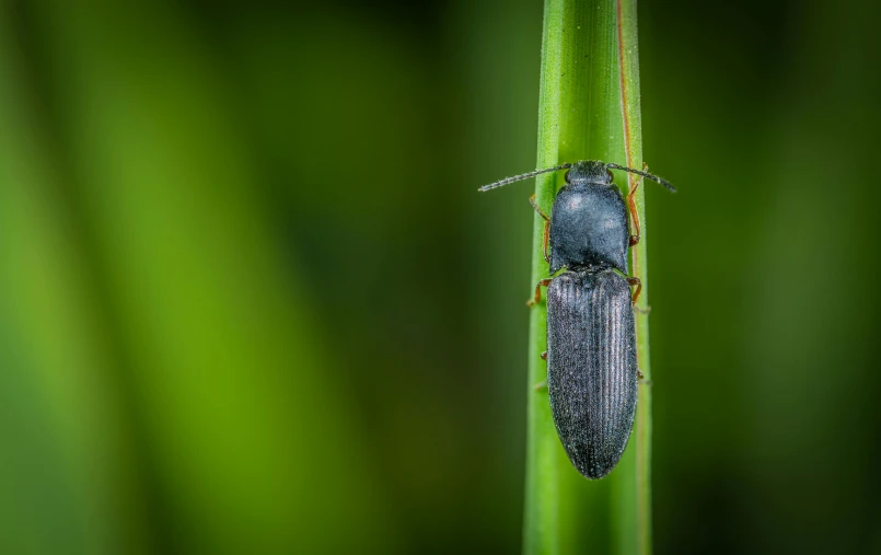 a close up of a bug on a plant, by Adam Marczyński, pexels contest winner, hurufiyya, standing alone in grassy field, malt, black, thumbnail