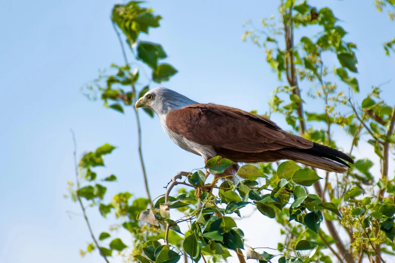 a bird sitting on top of a tree branch, a portrait, inspired by John James Audubon, pexels contest winner, hurufiyya, tall angle, brown, silver haired, falcon