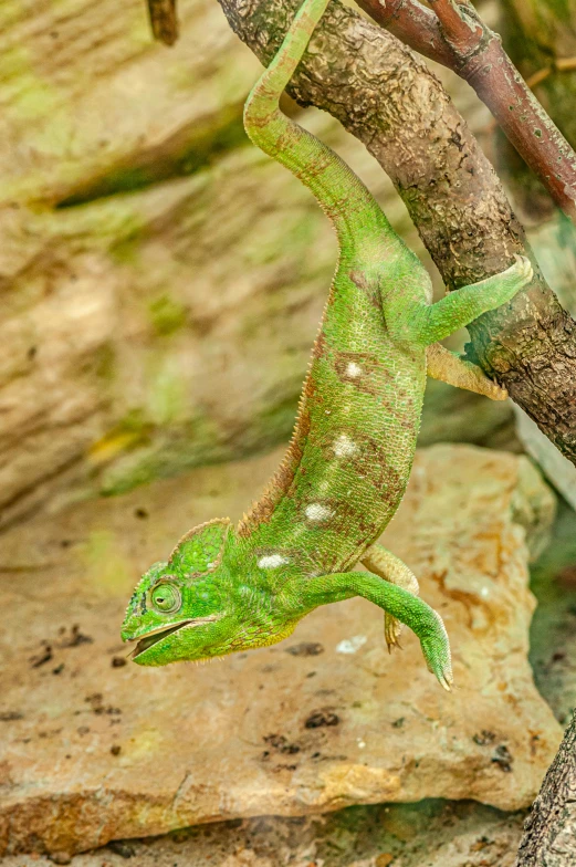 a close up of a lizard on a tree branch, full of greenish liquid, leaping, vivarium, curved horned dragon!