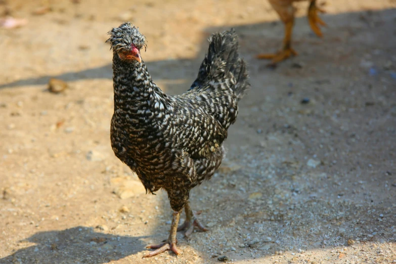 a close up of a chicken on a dirt ground, unsplash, renaissance, gray mottled skin, black female, tail raised, highly realistic photo