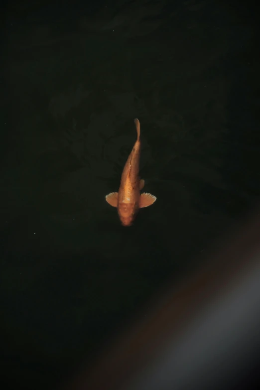 a close up of a fish in a body of water, a picture, by Elsa Bleda, sōsaku hanga, cinematic shot ar 9:16 -n 6 -g, nights, a high angle shot, brown